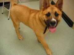 samson2